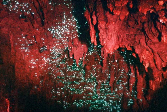 Waitomo-Caves-Glowworm-7