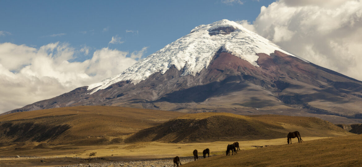 Cotopaxi volcano and wild horses