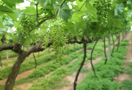 São Roque - Rota do Vinho